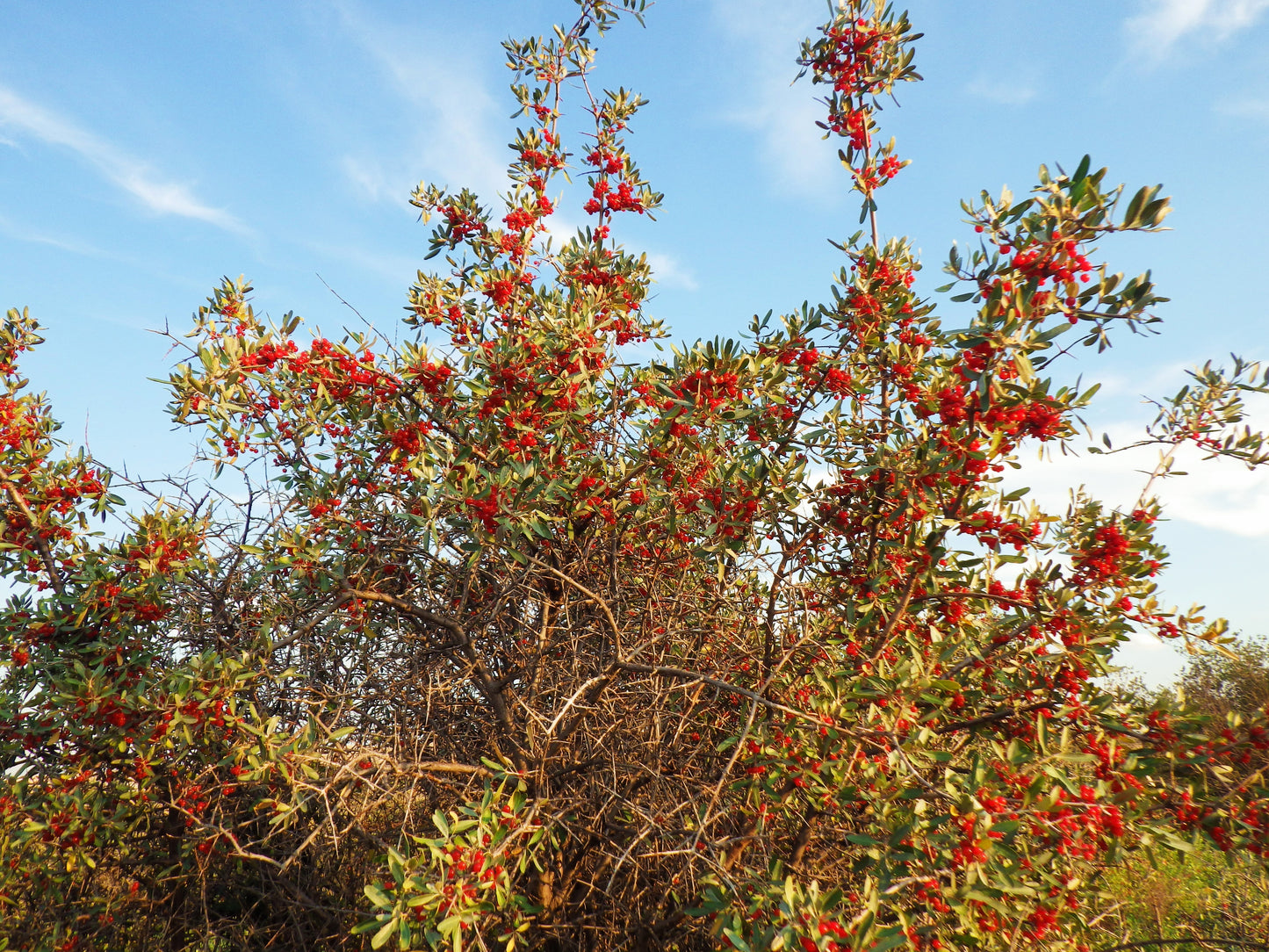 20 SILVER BUFFALOBERRY Shepherdia Argentea Red Fruit Native Bullberry Berry Shrub Seeds