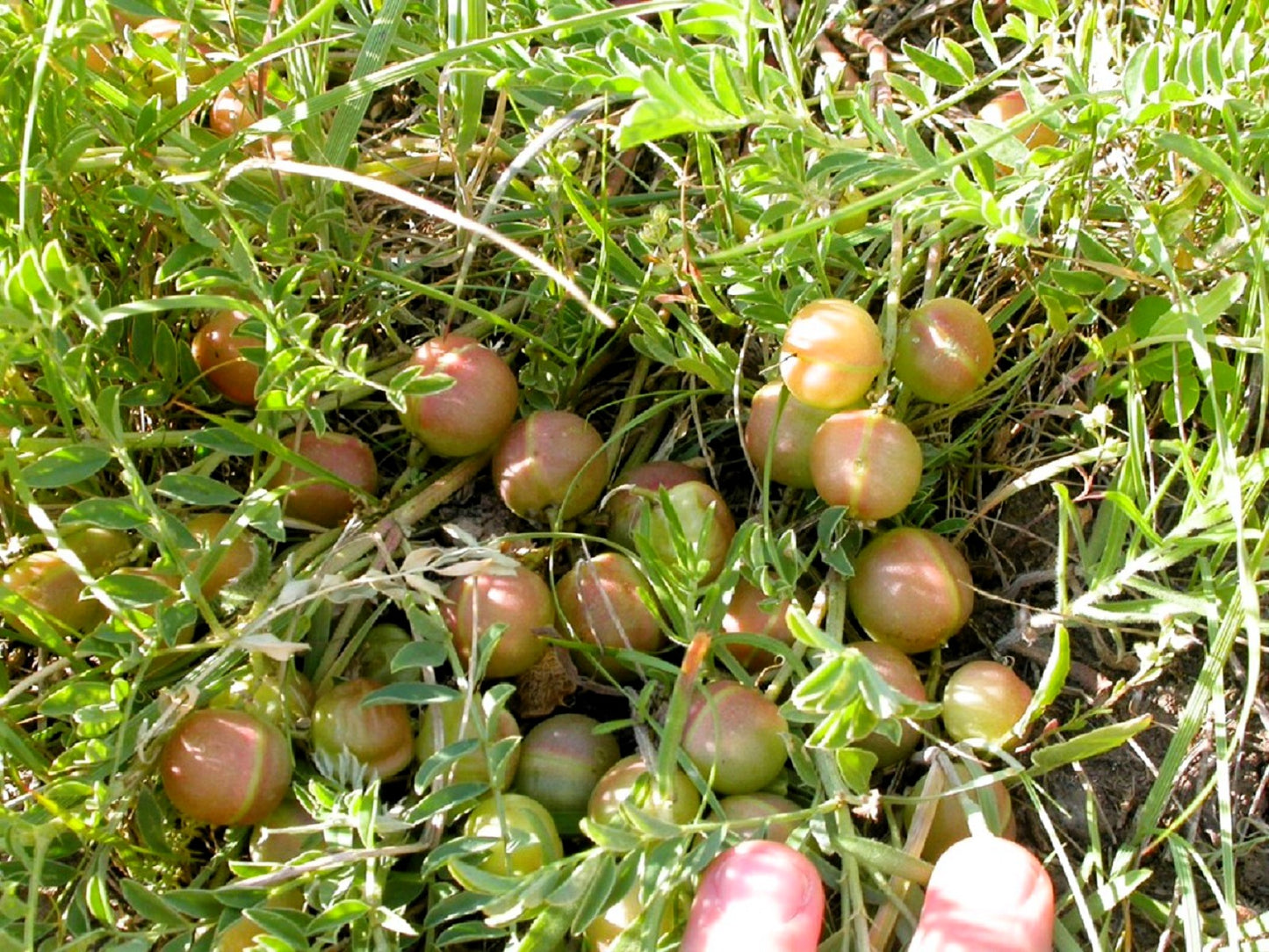 10 GROUND PLUM Flower Cover Ground Plum Milkvetch Astragalus Crassicarpus Seeds