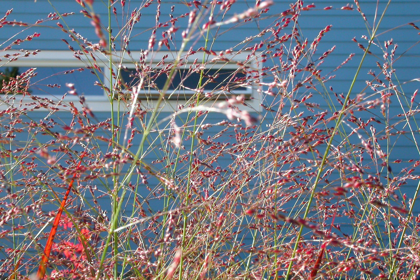1000 SWITCHGRASS Tall Panic Switch Grass Panicum Virgatum Red Flower Seeds