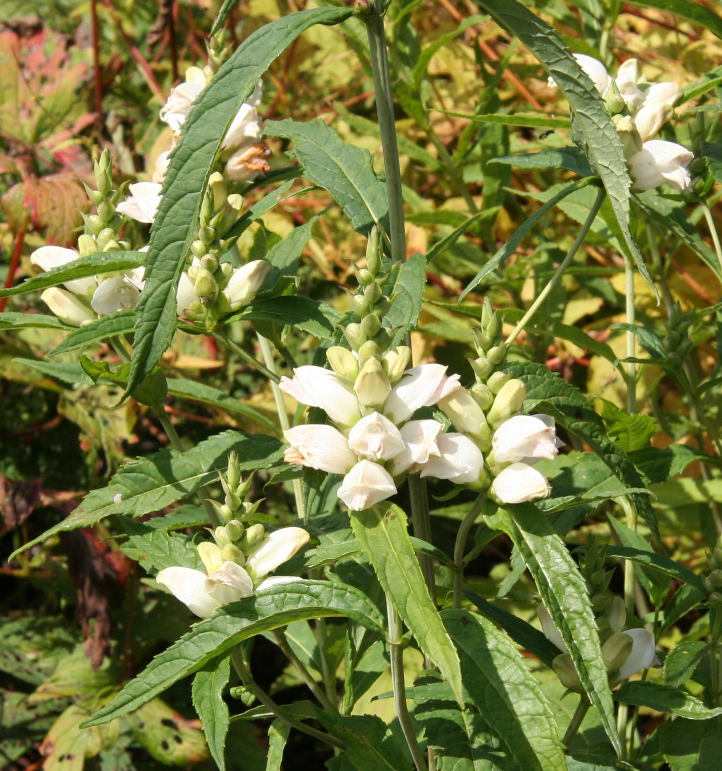 50 WHITE TURTLEHEAD Chelone Glabra Flower Seeds