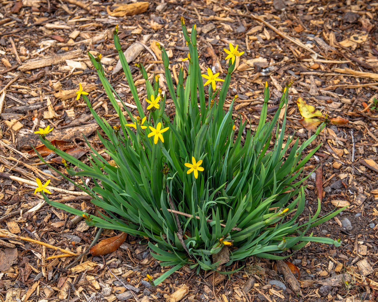 10 YELLOW EYED GRASS Ornamental Sisyrinchium Californicum Flower Seeds