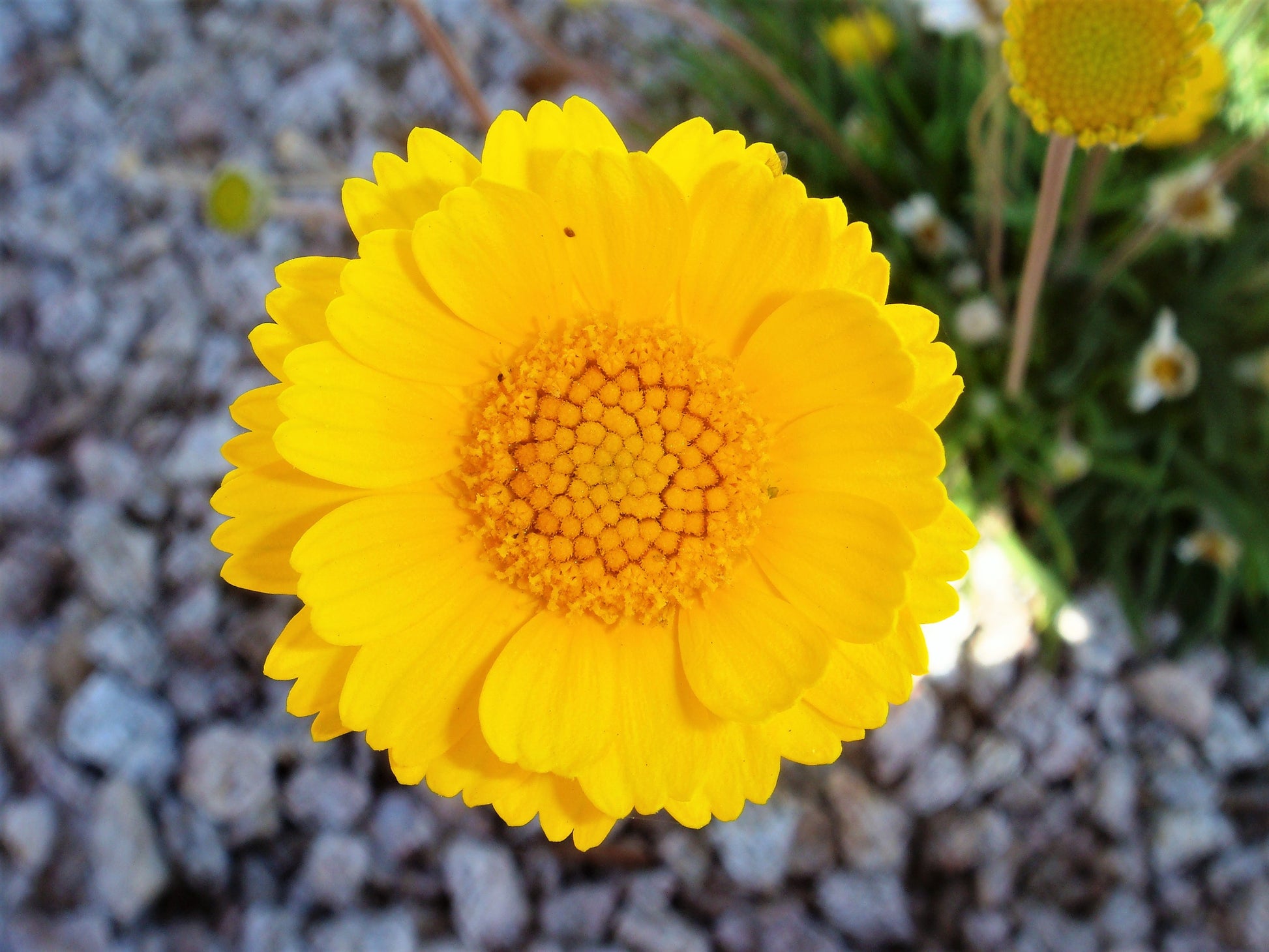 500 Yellow DESERT MARIGOLD Baileya Multiradiata Showy Drought Paper Da –  Seedville USA