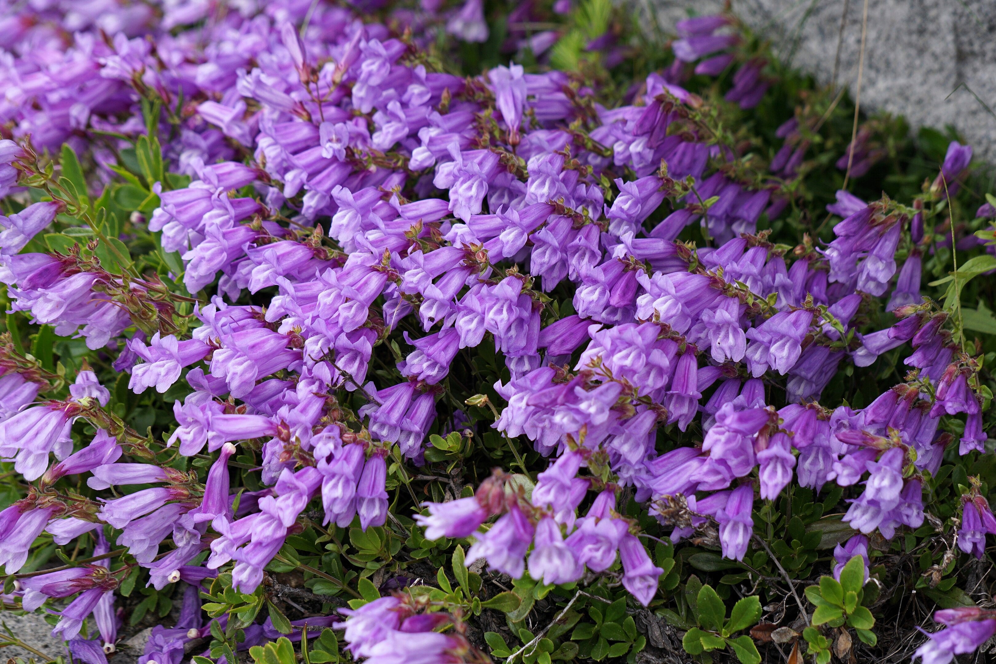 50 ALPINE PENSTEMON Davidsonii Davidson's Beardtongue Purple