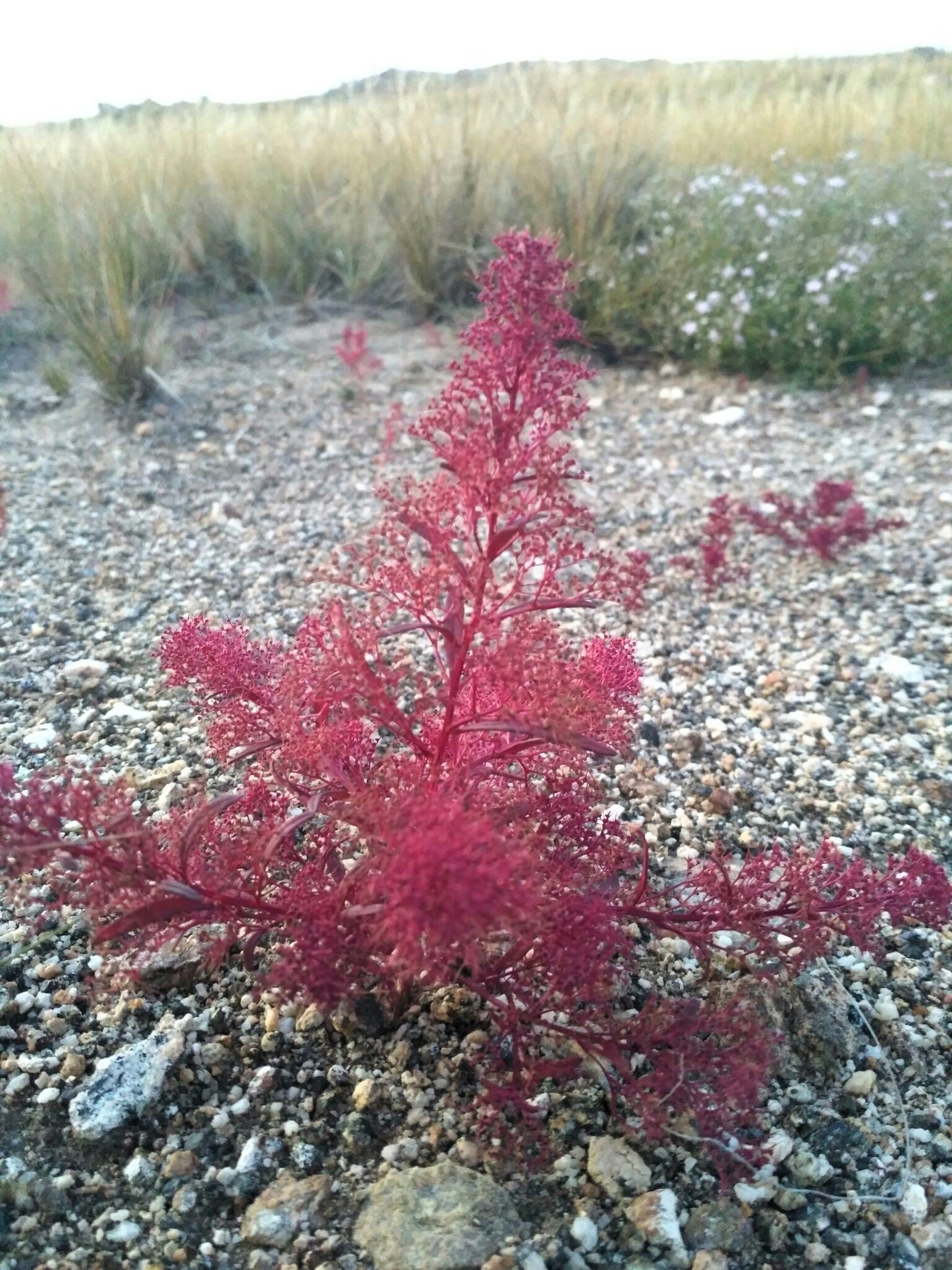 seafoam plant seeds 50 SEAFOAM Zeechium Teloxys Aristata Model Miniatures Sea Foam Red Flower Seeds