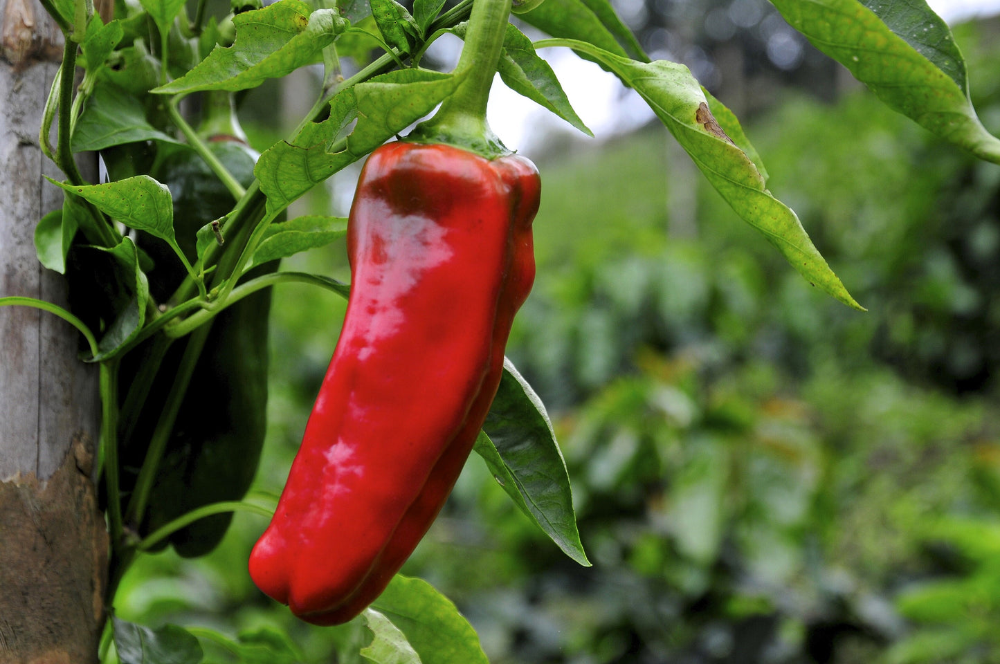 60 RED MARCONI PEPPER Rossa Large Sweet Italian Frying Capsicum Annuum Seeds