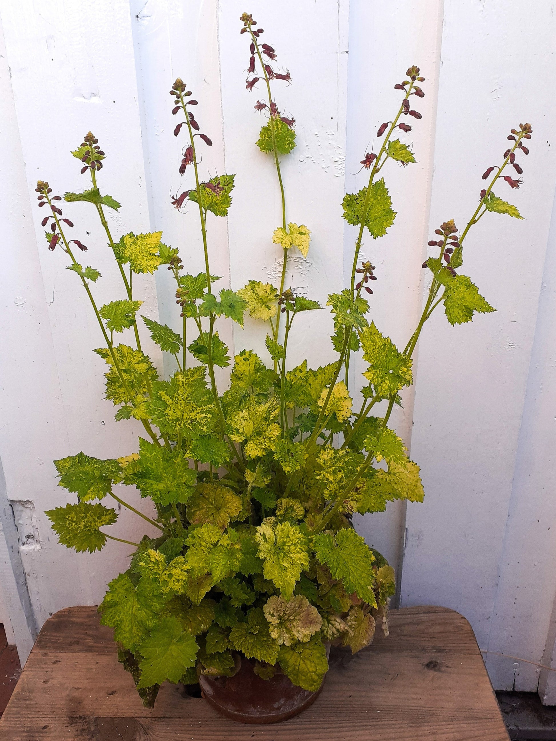 piggyback plant seeds 100 PIGGYBACK Plant YOUTH On AGE Tolmiea Thousand Mothers Menziesii Shade Flower Seeds