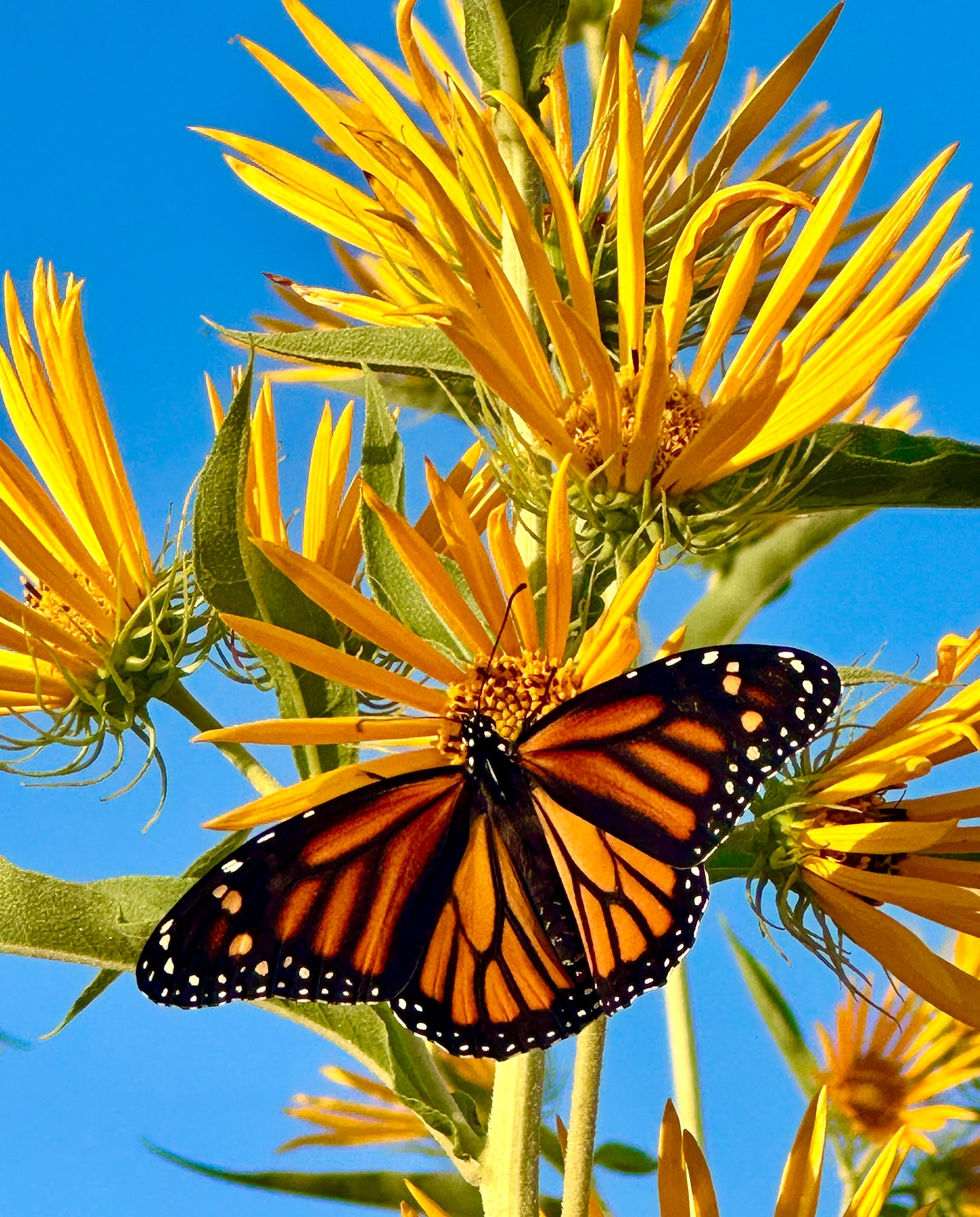 250 MAXIMILIAN (Prairie) SUNFLOWER Helianthus Maximiliani Flower Seeds