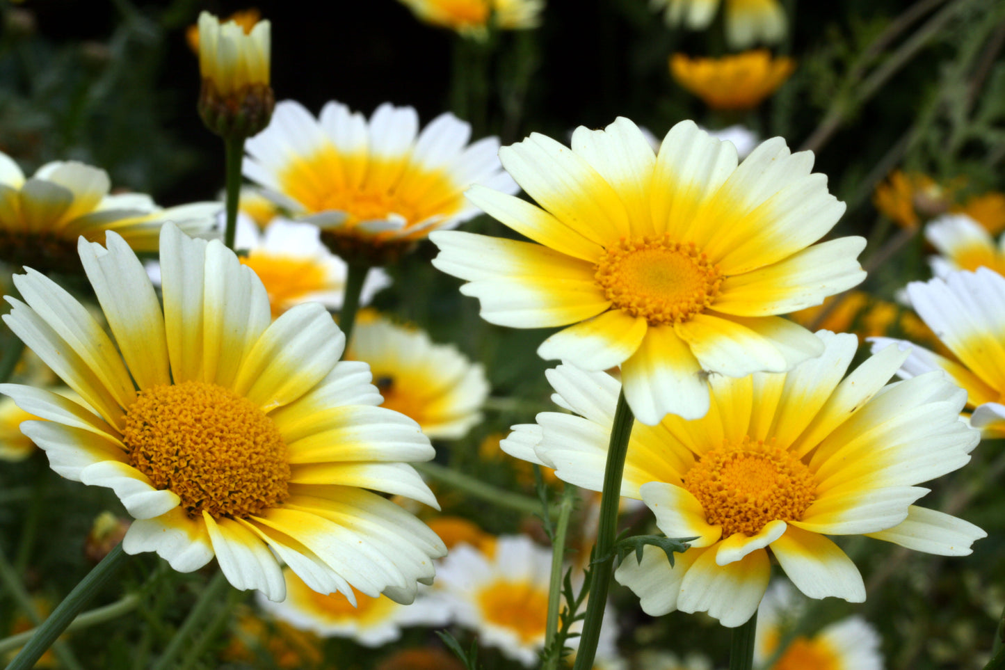 1000 GARLAND CROWN DAISY Chrysanthemum Coronarium Glebionis Flower Seeds