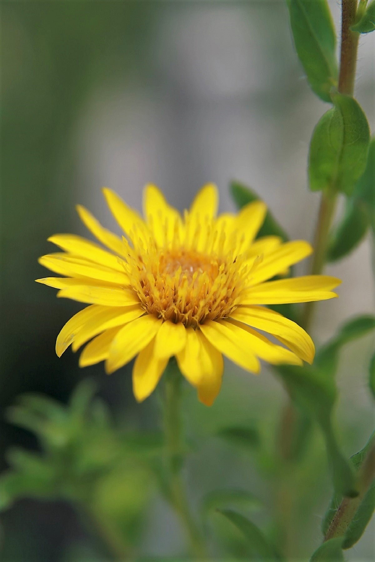 100 HAIRY GOLDEN ASTER Chrysopsis Heterotheca Villosa Herb Yellow Flower Seeds