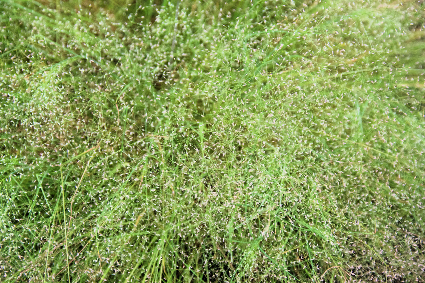 200 CLOUD GRASS Agrostis Nebulosa White Flower Tan Ornamental Grass Seeds