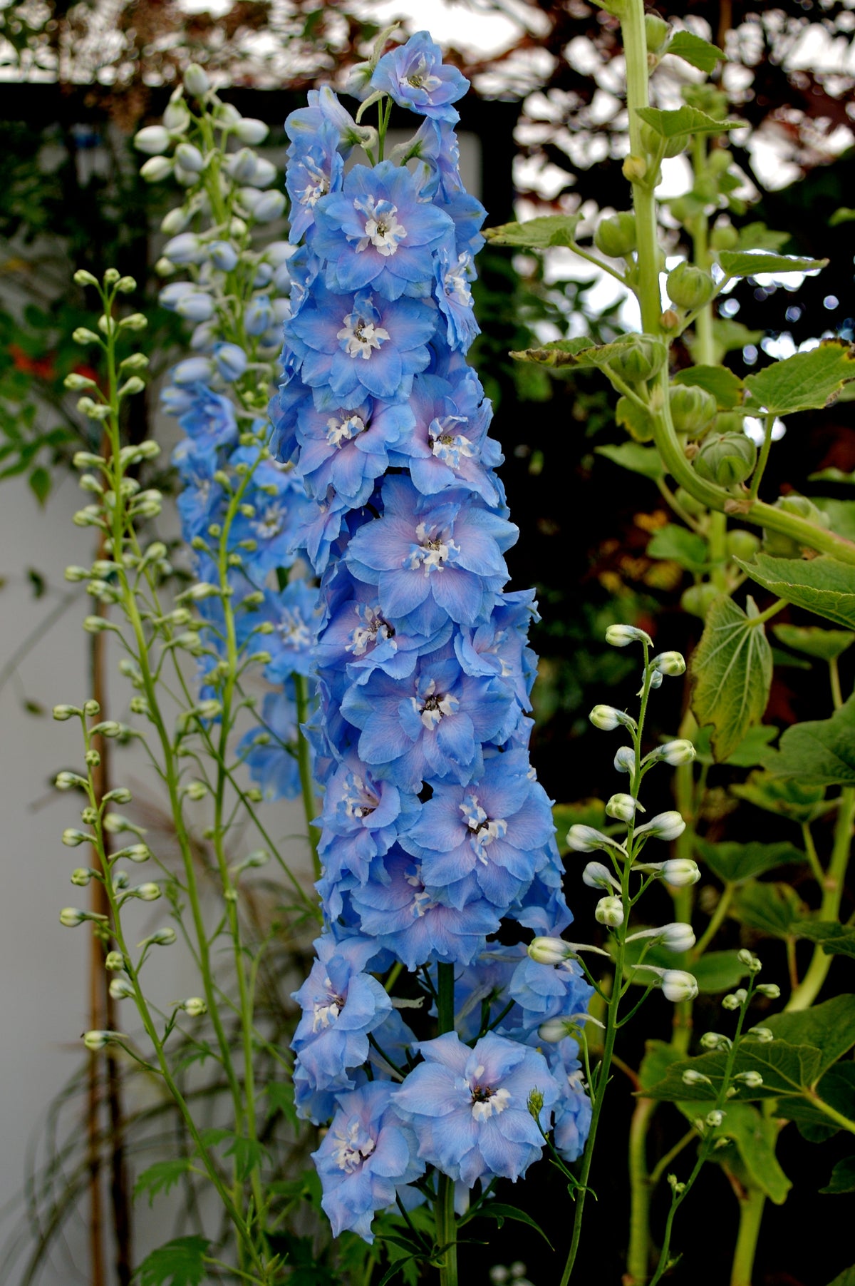 350 Blue with Pink ROCKET LARKSPUR DELPHINIUM Consolida Ajacis Seeds ...