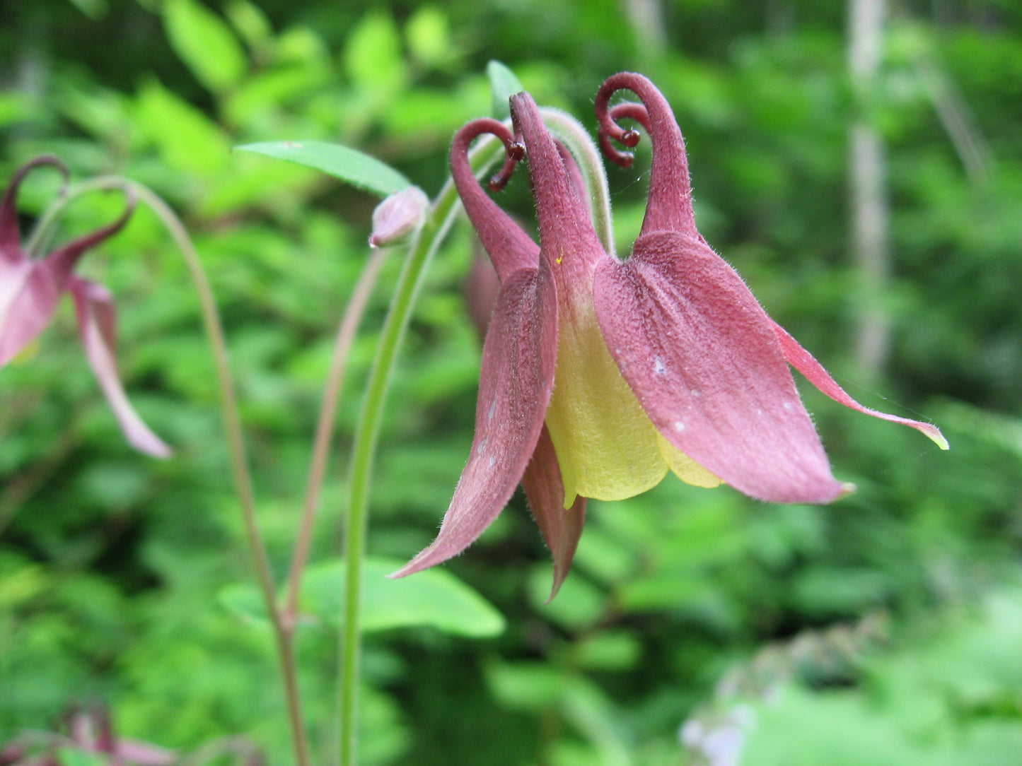 100 ORIENTAL COLUMBINE Plum & White Aquilegia Vulgaris Flower Seeds