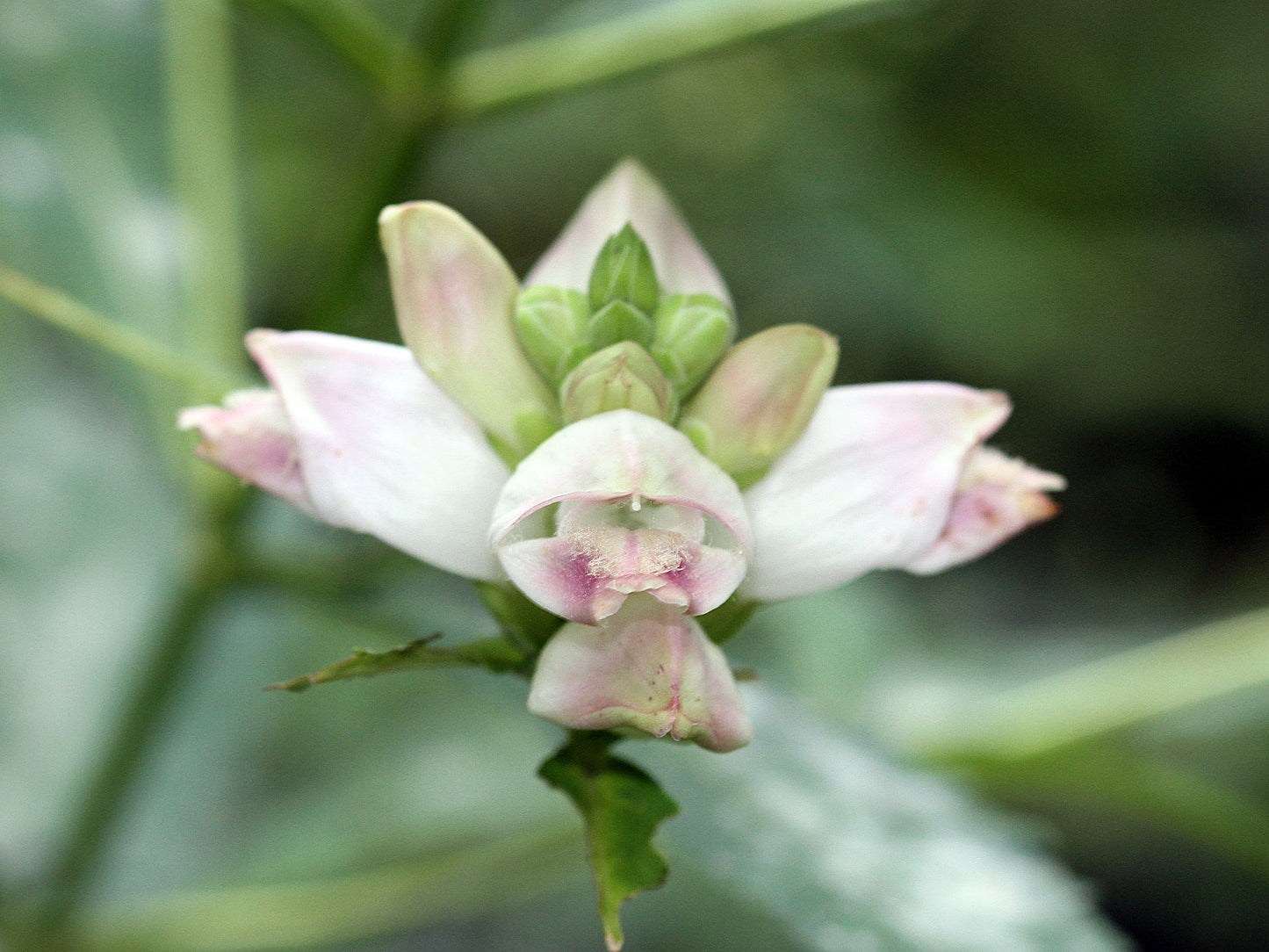 50 WHITE TURTLEHEAD Chelone Glabra Flower Seeds