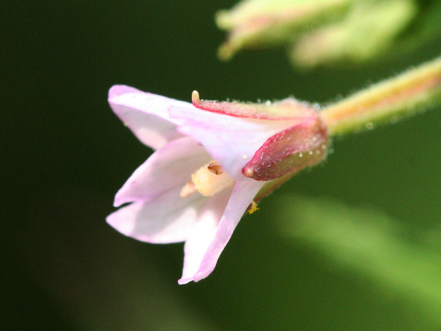 100 CINNAMON WILLOWHERB Eastern Purpleleaf Epilobium Coloratum Flower Seeds