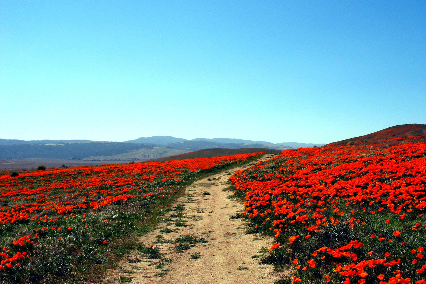 100 RED CALIFORNIA POPPY Eschscholzia Californica Native Flower Seeds