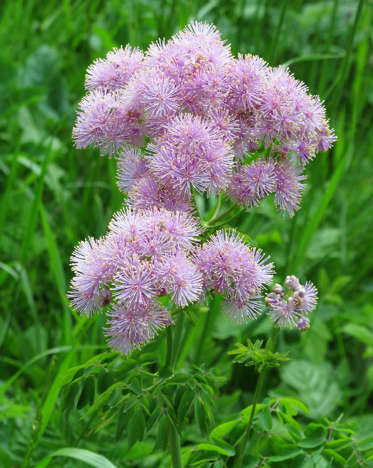 5 COLUMBINE MEADOW RUE Thalictrum Aquilegifolium Purple Pink Flower Se ...