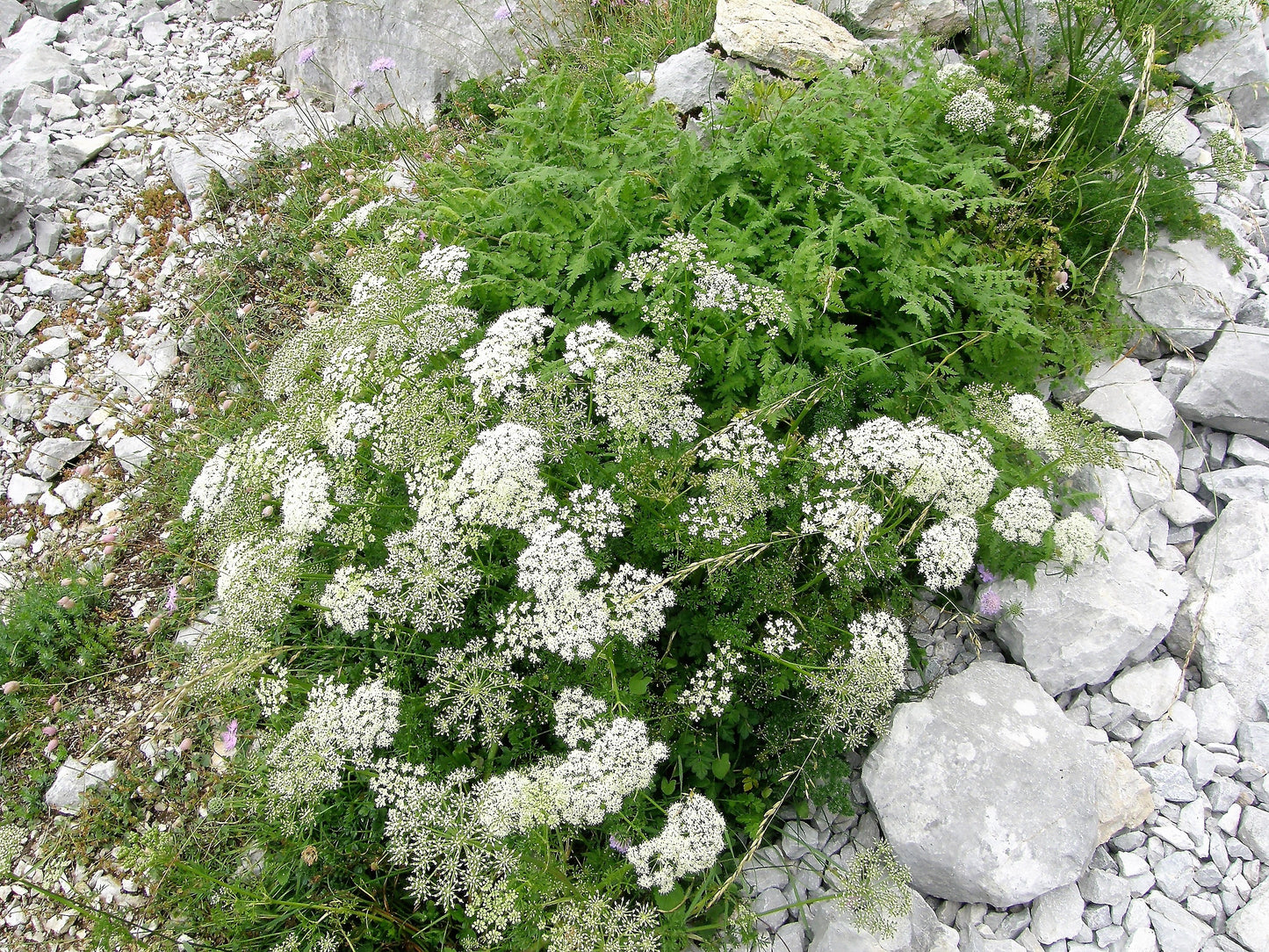 500 WHITE ANISE Pimpinella Anisum HERB Flower Seeds