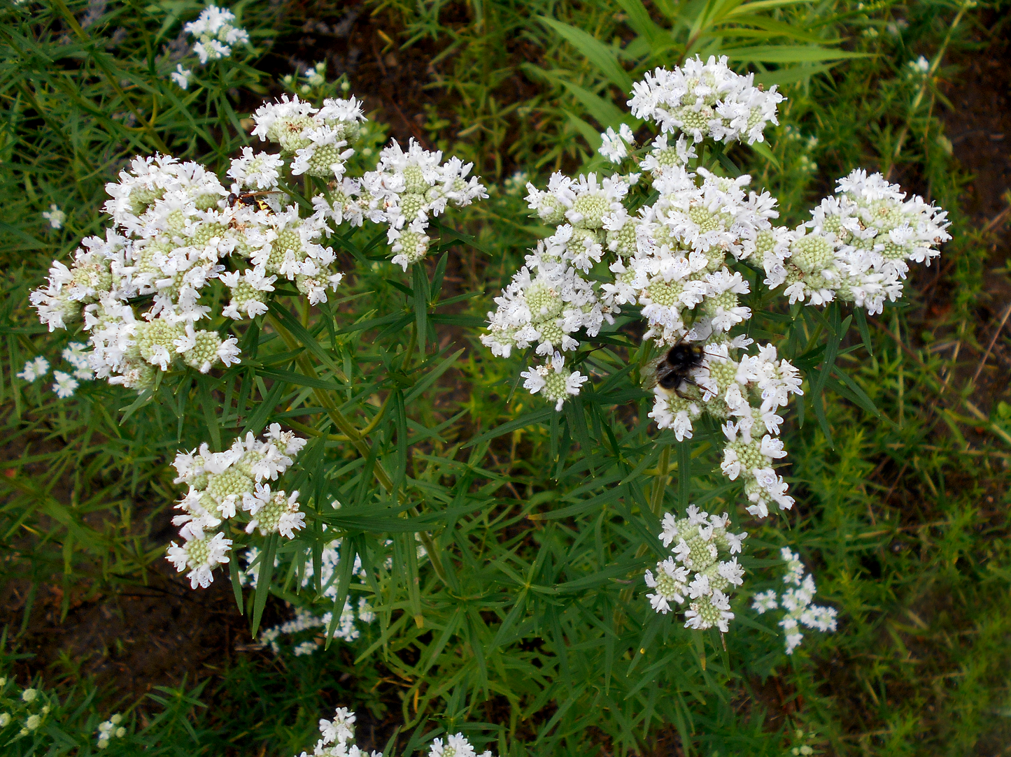 500 VIRGINIA MINT Pycnanthemum Virginianum Mountainmint Native White Flower Herb Seeds