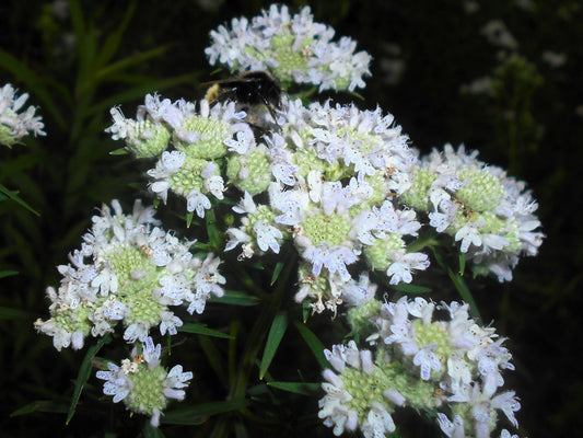 500 VIRGINIA MINT Pycnanthemum Virginianum Mountainmint Native White Flower Herb Seeds