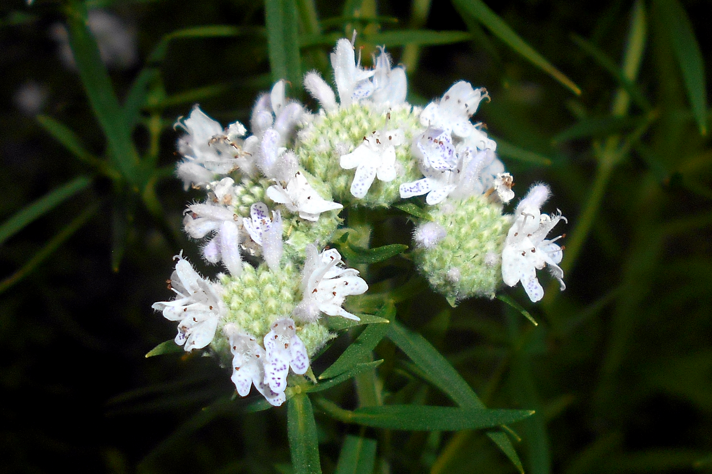 500 VIRGINIA MINT Pycnanthemum Virginianum Mountainmint Native White Flower Herb Seeds