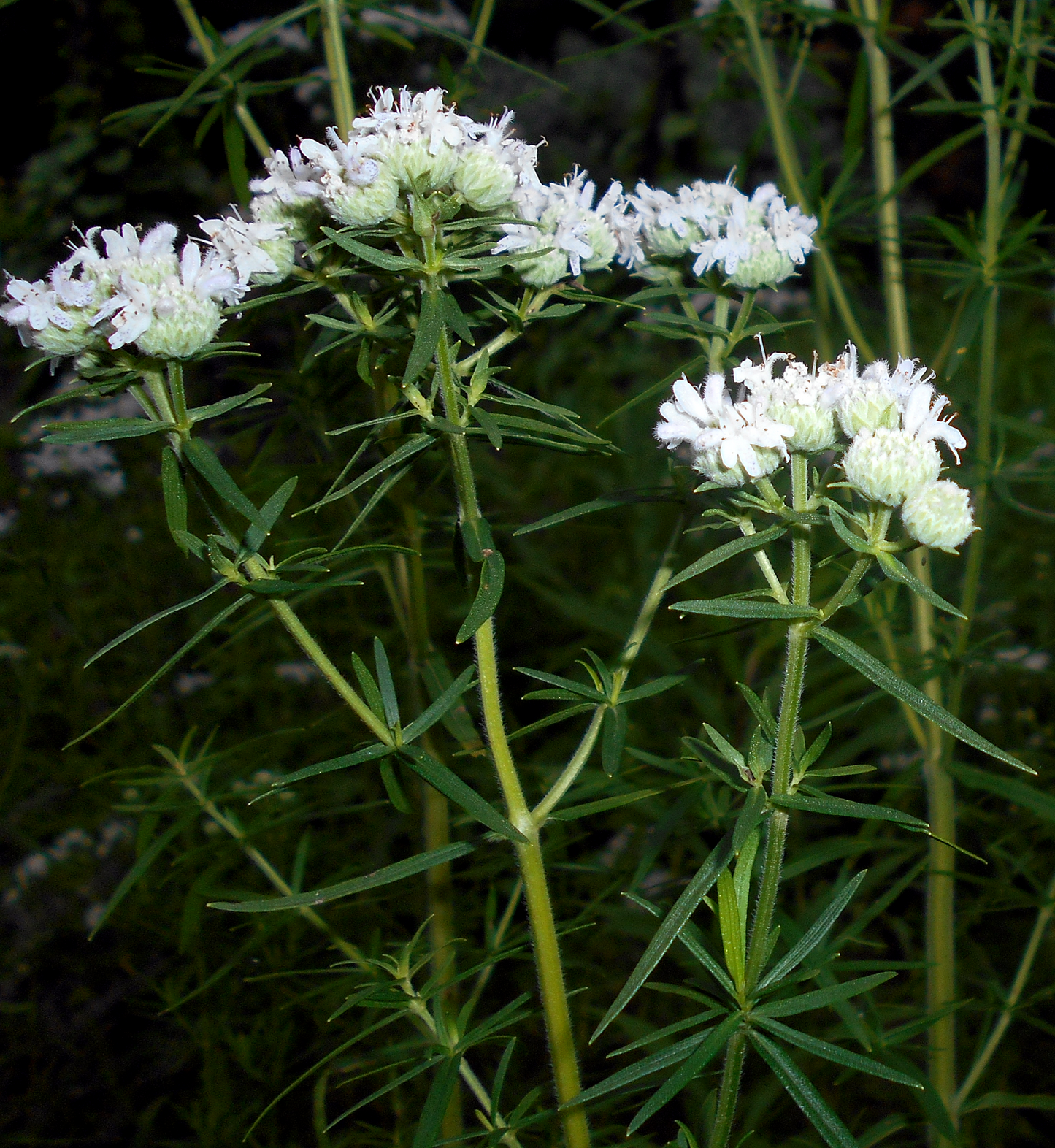 500 VIRGINIA MINT Pycnanthemum Virginianum Mountainmint Native White Flower Herb Seeds