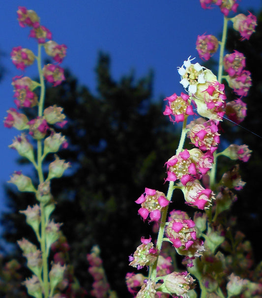25 FRINGECUP Tellima Grandiflora Odorata Bigflower Fringe Cup Pink Flower Seeds