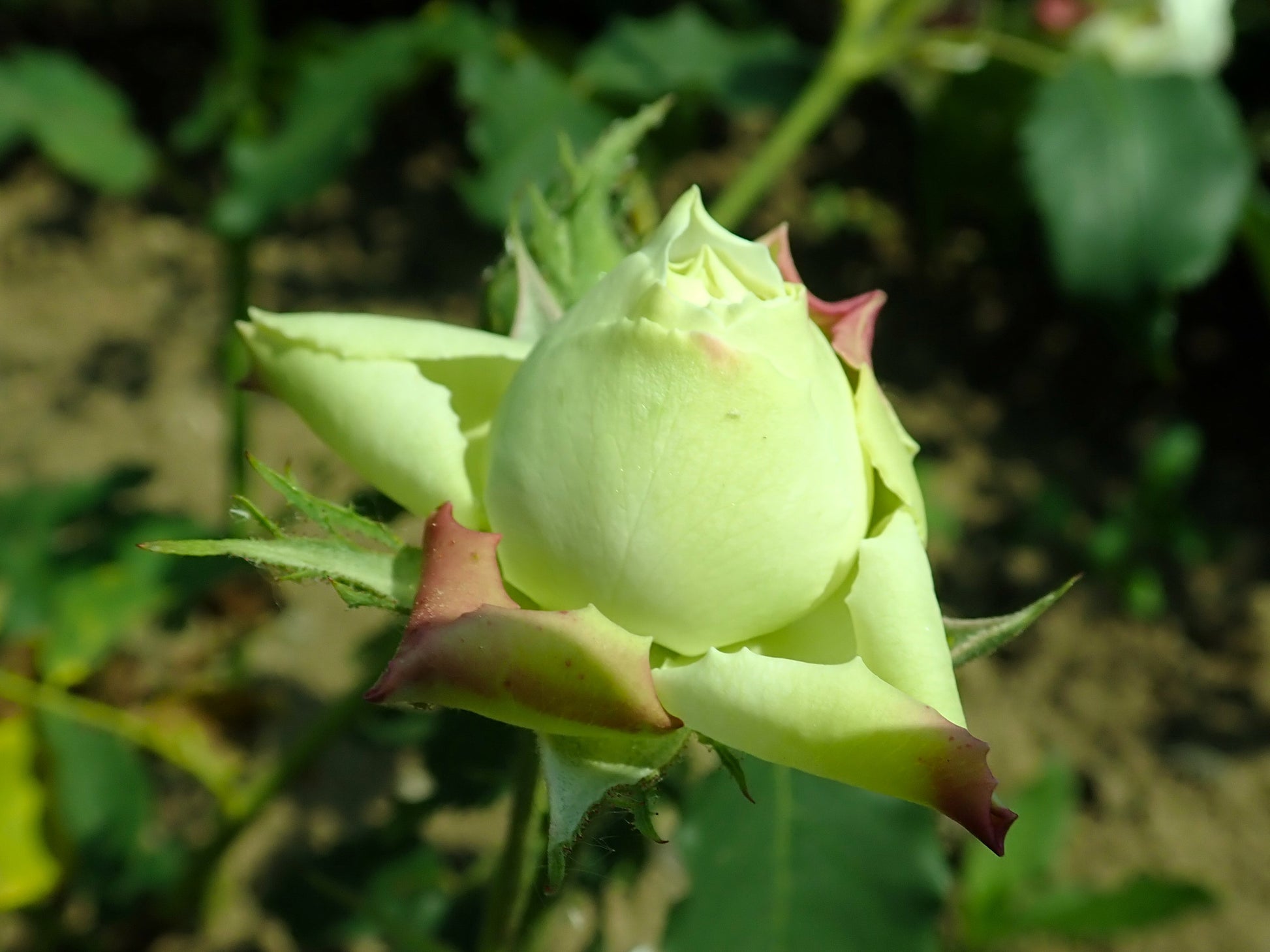 Rose (Rosa 'Green Romantica') In The Roses Database - Foto 3