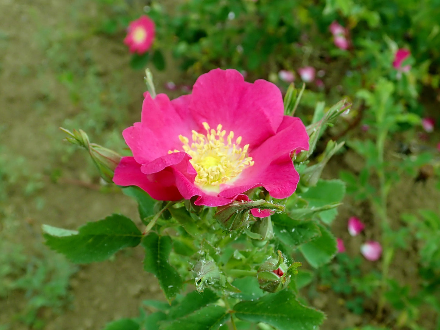 15 PRAIRIE ROSE Bright Pink Arkansas Rosa Arkansana Flower Seeds