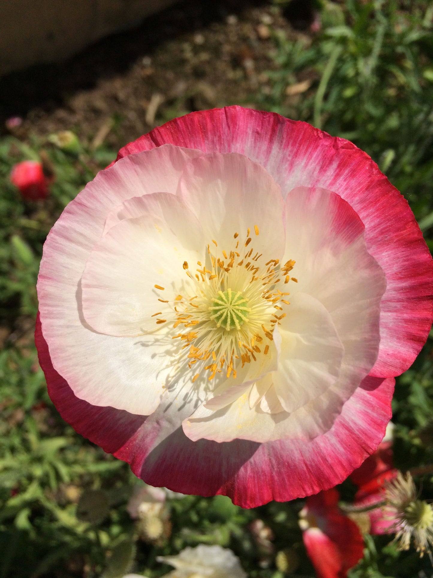 1000 PINK & WHITE POPPY Papaver Somniferum Flower Seeds