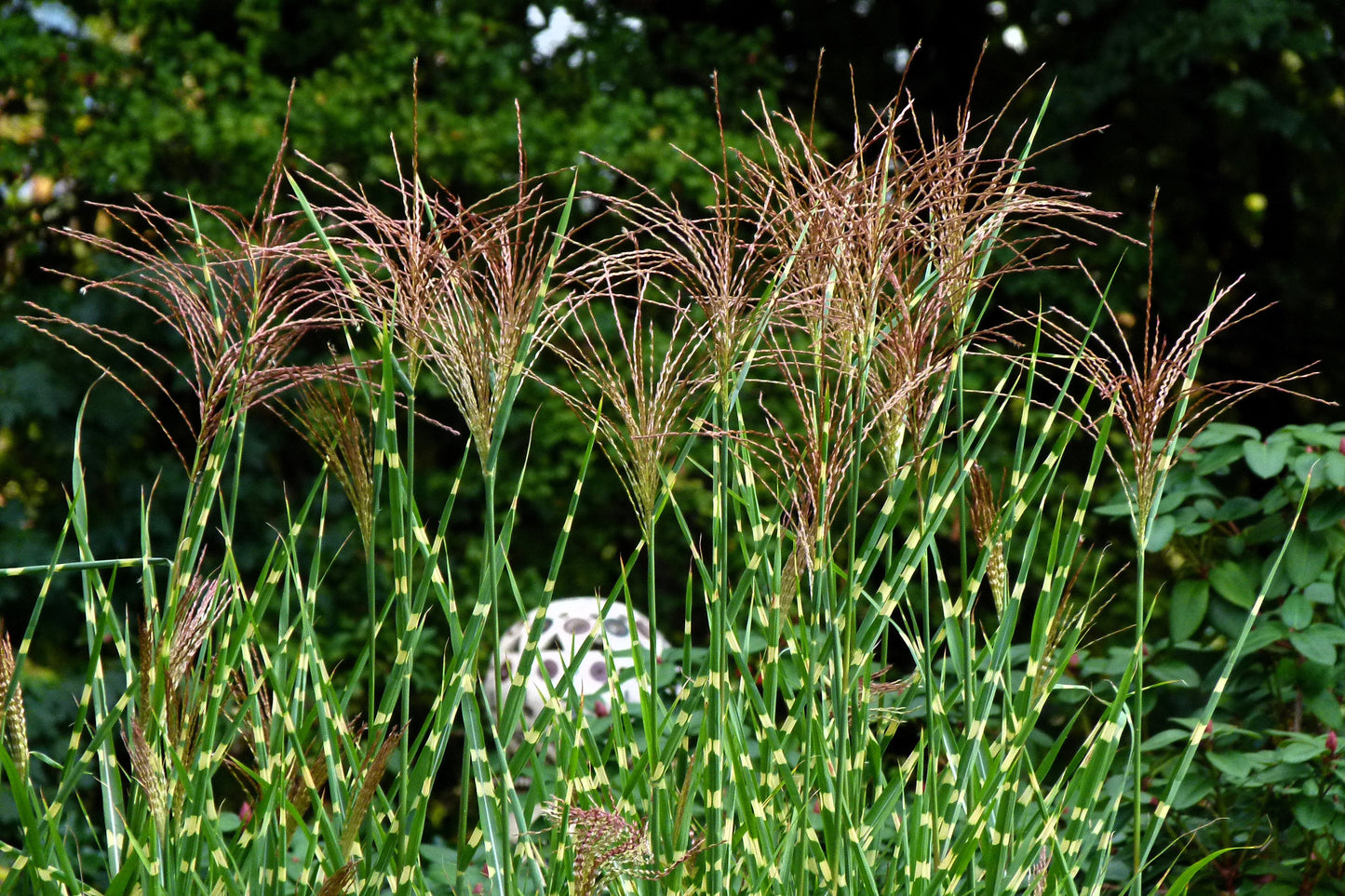 10 ZEBRA GRASS Variegated Maiden Grass Miscanthus Sinensis Zebrinus aka Chinese or Japanese Silver Grass / Plume Grass / Eulalia Seeds