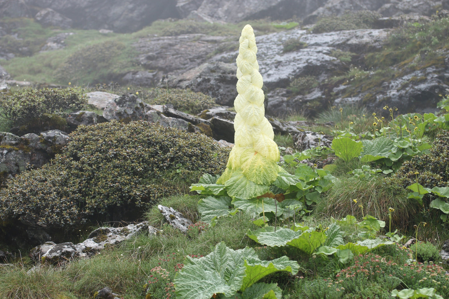 5 NOBLE RHUBARB Rheum Nobile Ornamental Sikkim Himalayan Glasshouse Plant Seeds