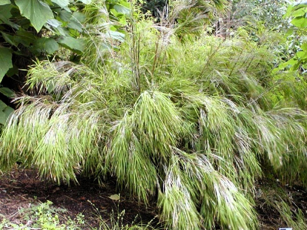 10 MEXICAN WEEPING BAMBOO Otatea Acuminata Rare Seeds