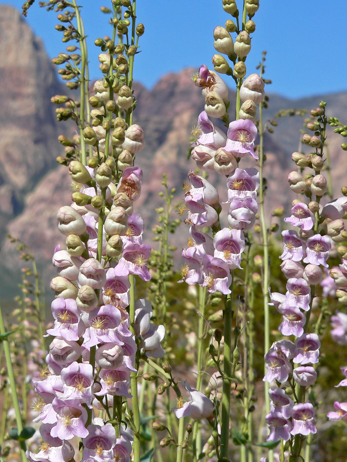 300 PALMERS PENSTEMON (Beardtongue / Balloon Flower) Penstemon Palmeri Flower Seeds