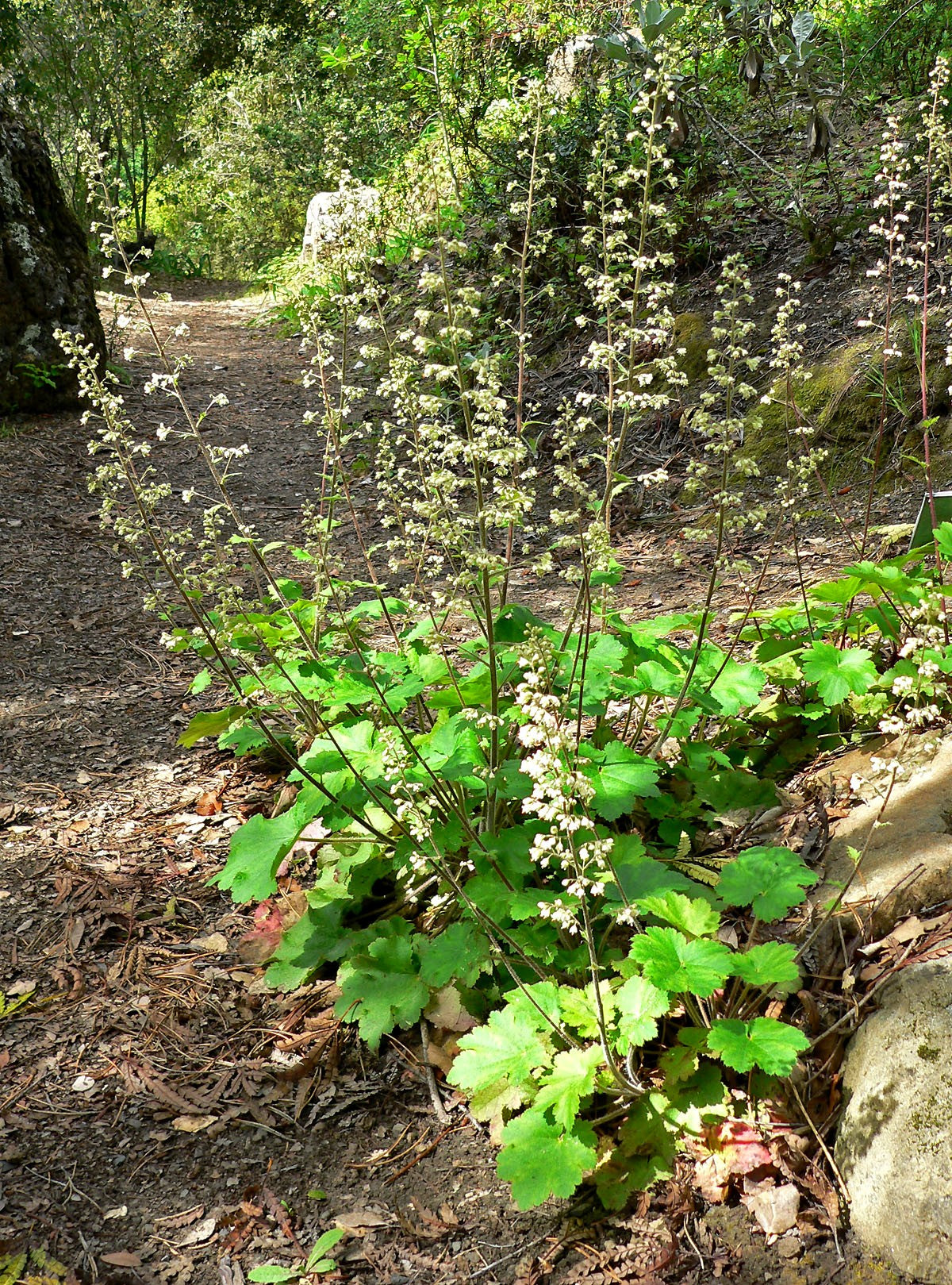 1200 Prairie Alumroot CORAL BELLS / HEUCHERA Richardsonii Shade Flower Seeds