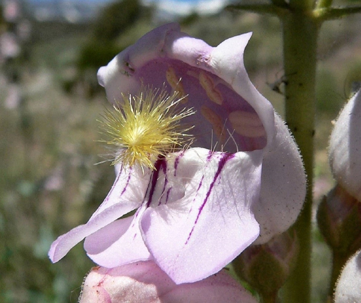 300 PALMERS PENSTEMON (Beardtongue / Balloon Flower) Penstemon Palmeri Flower Seeds