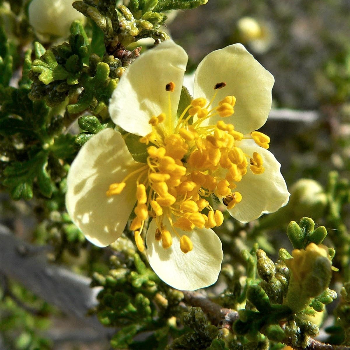 40 STANSBURY CLIFFROSE Purshia Stansburiana Cliff Rose Native Desert Shrub White & Yellow Flower Seeds