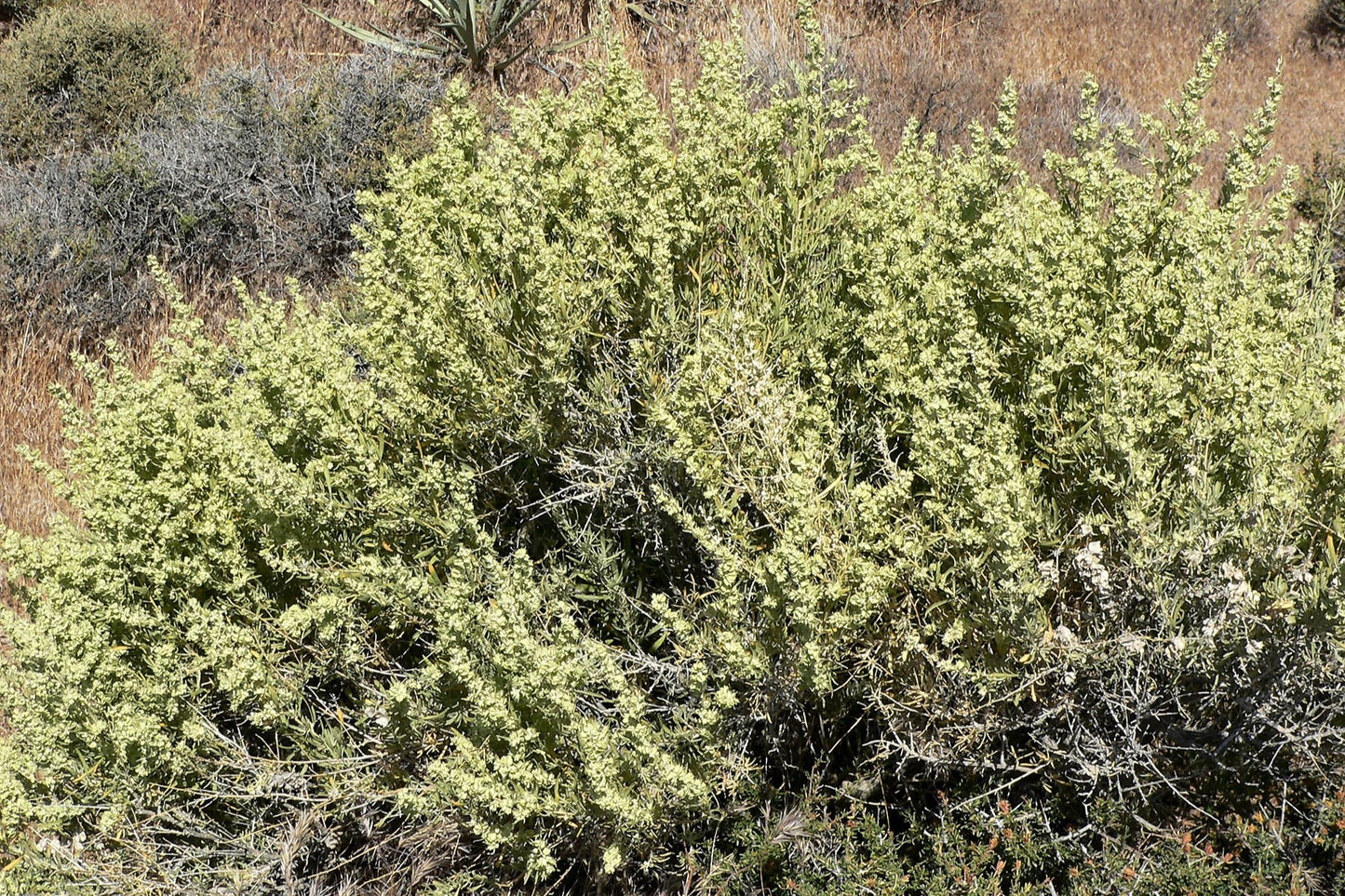 100 FOURWING SALTBRUSH Atriplex Canescens Gray Sage Brush Chamiso Desert Shrub Seeds