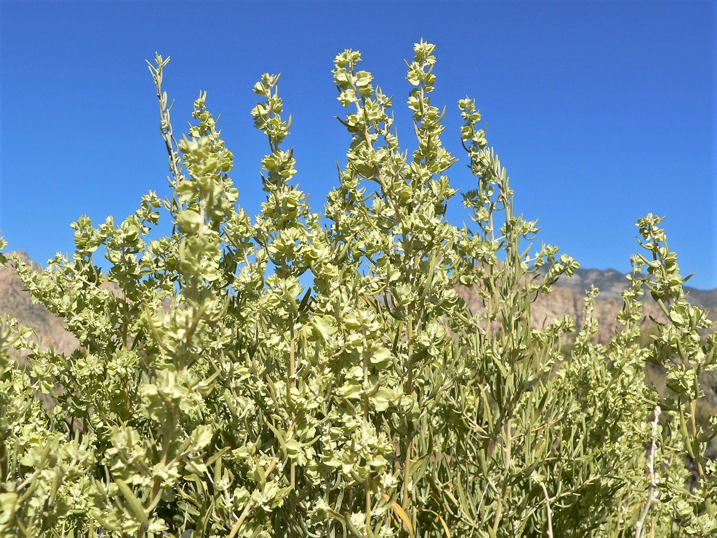 100 FOURWING SALTBRUSH Atriplex Canescens Gray Sage Brush Chamiso Desert Shrub Seeds