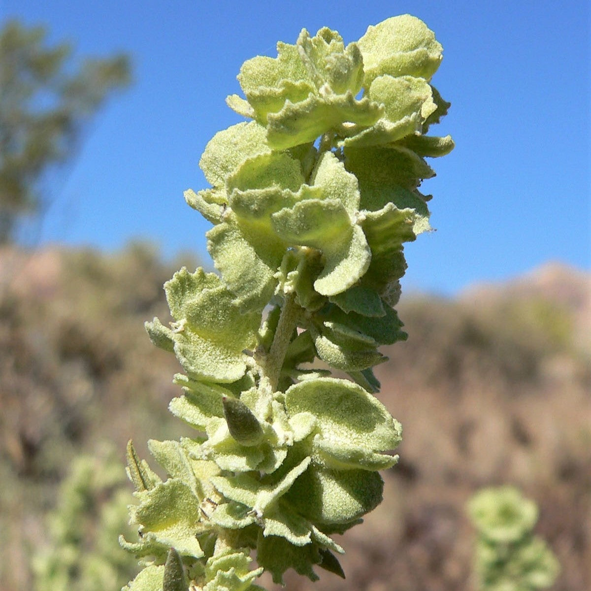 100 FOURWING SALTBRUSH Atriplex Canescens Gray Sage Brush Chamiso Desert Shrub Seeds