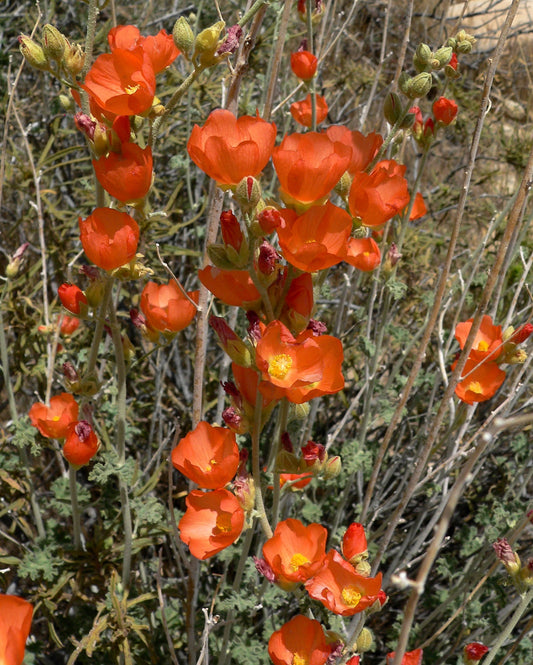 20 Apricot DESERT GLOBEMALLOW Mallow Sphaeralcea Ambigua Flower Seeds