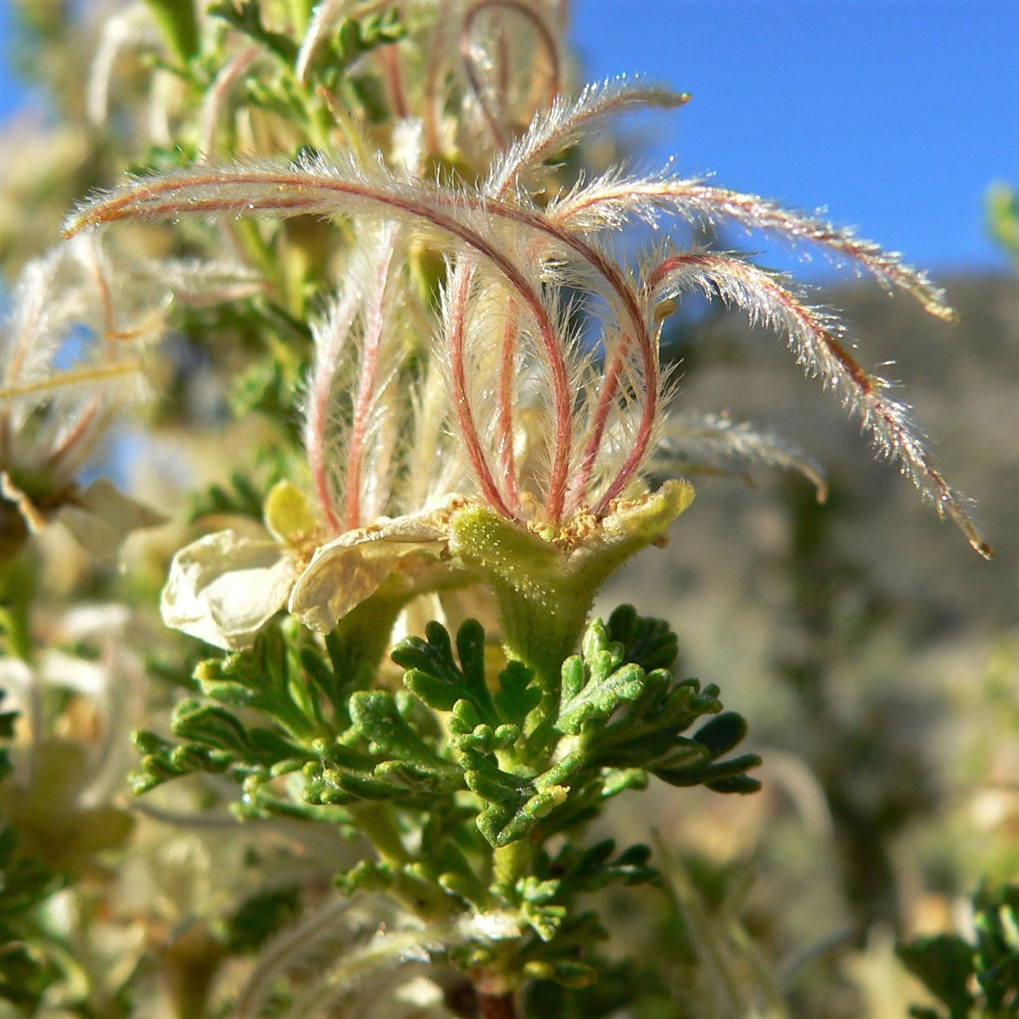 40 STANSBURY CLIFFROSE Purshia Stansburiana Cliff Rose Native Desert Shrub White & Yellow Flower Seeds