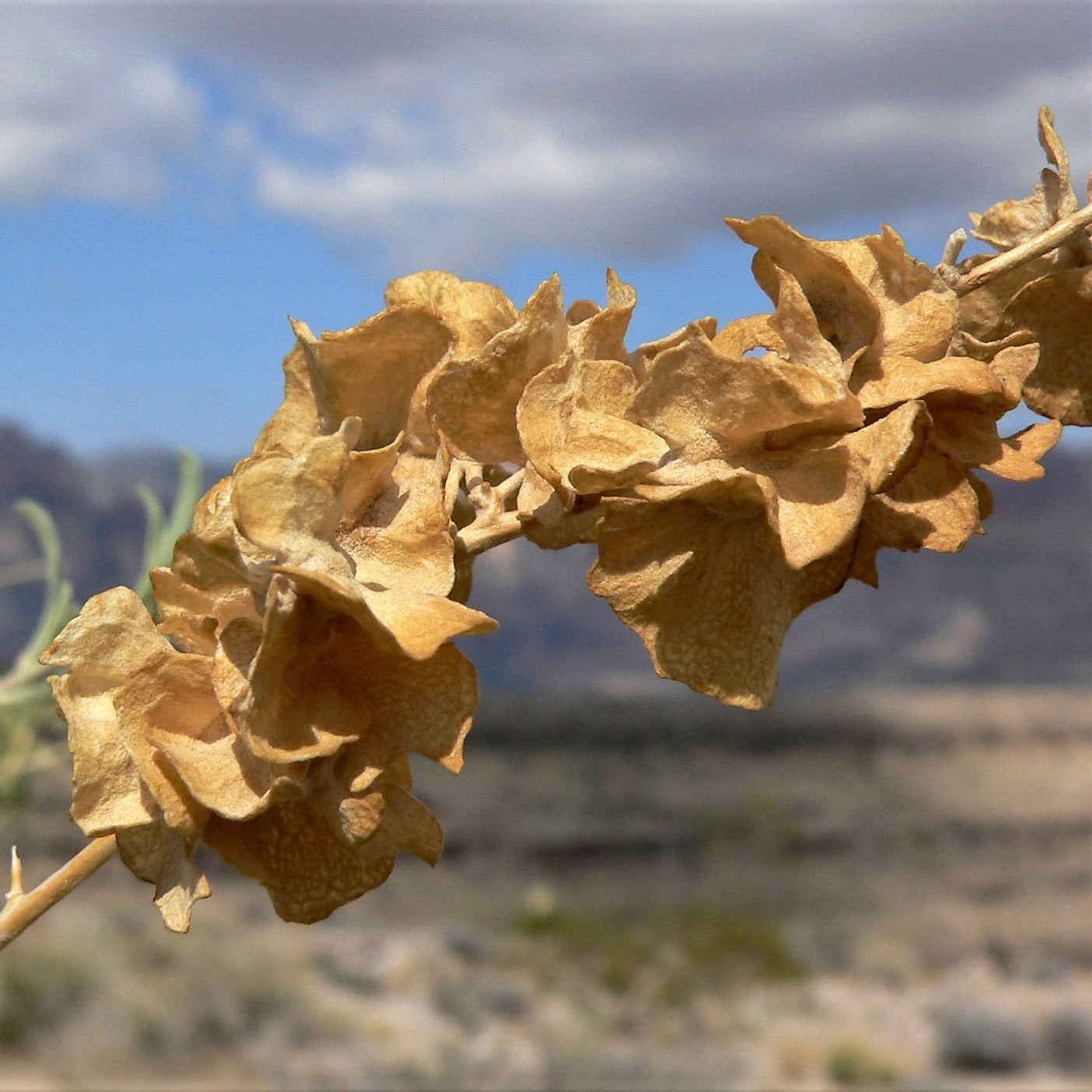 100 FOURWING SALTBRUSH Atriplex Canescens Gray Sage Brush Chamiso Desert Shrub Seeds