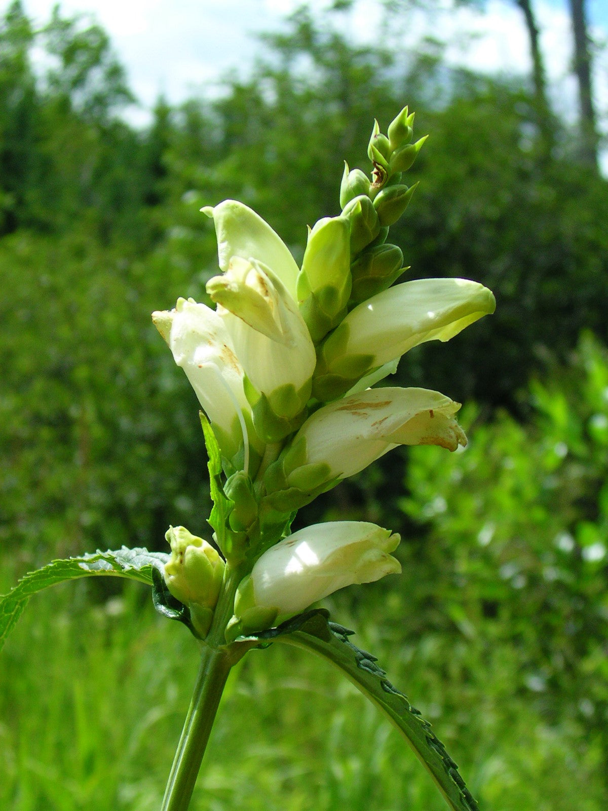 50 WHITE TURTLEHEAD Chelone Glabra Flower Seeds
