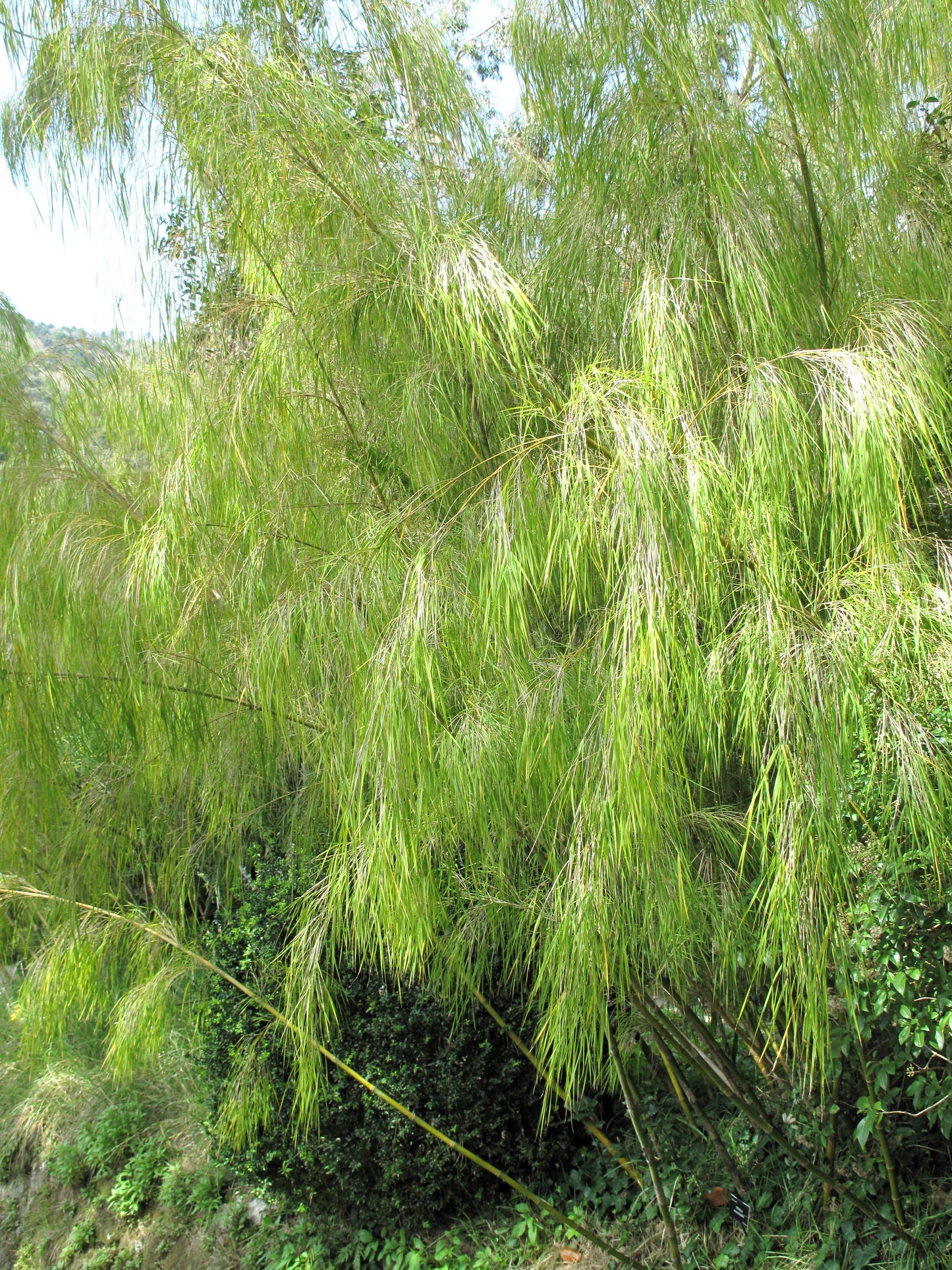 10 MEXICAN WEEPING BAMBOO Otatea Acuminata Rare Seeds