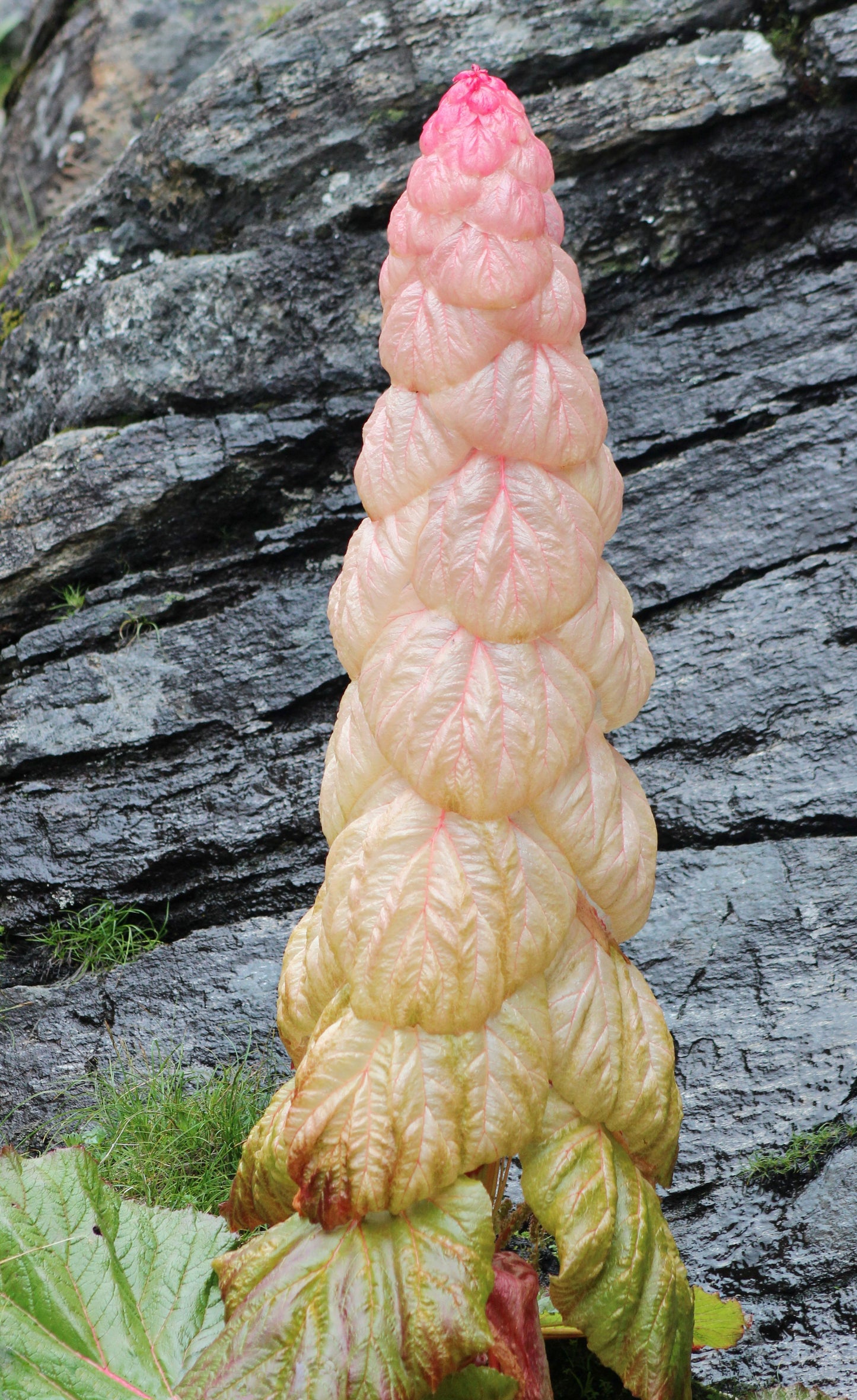 5 NOBLE RHUBARB Rheum Nobile Ornamental Sikkim Himalayan Glasshouse Plant Seeds