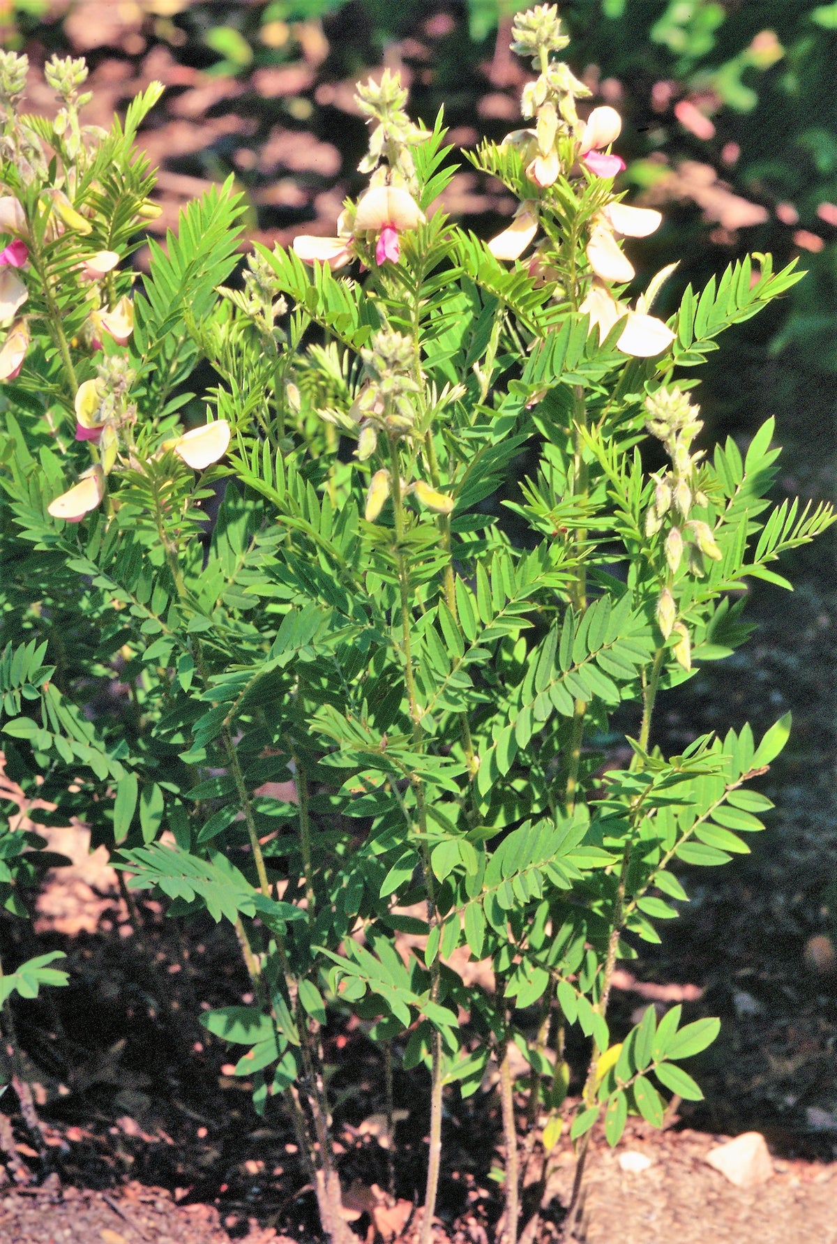 30 GOAT'S RUE Tephrosia Virginiana Cracca Flower Grass Legume Ground C ...