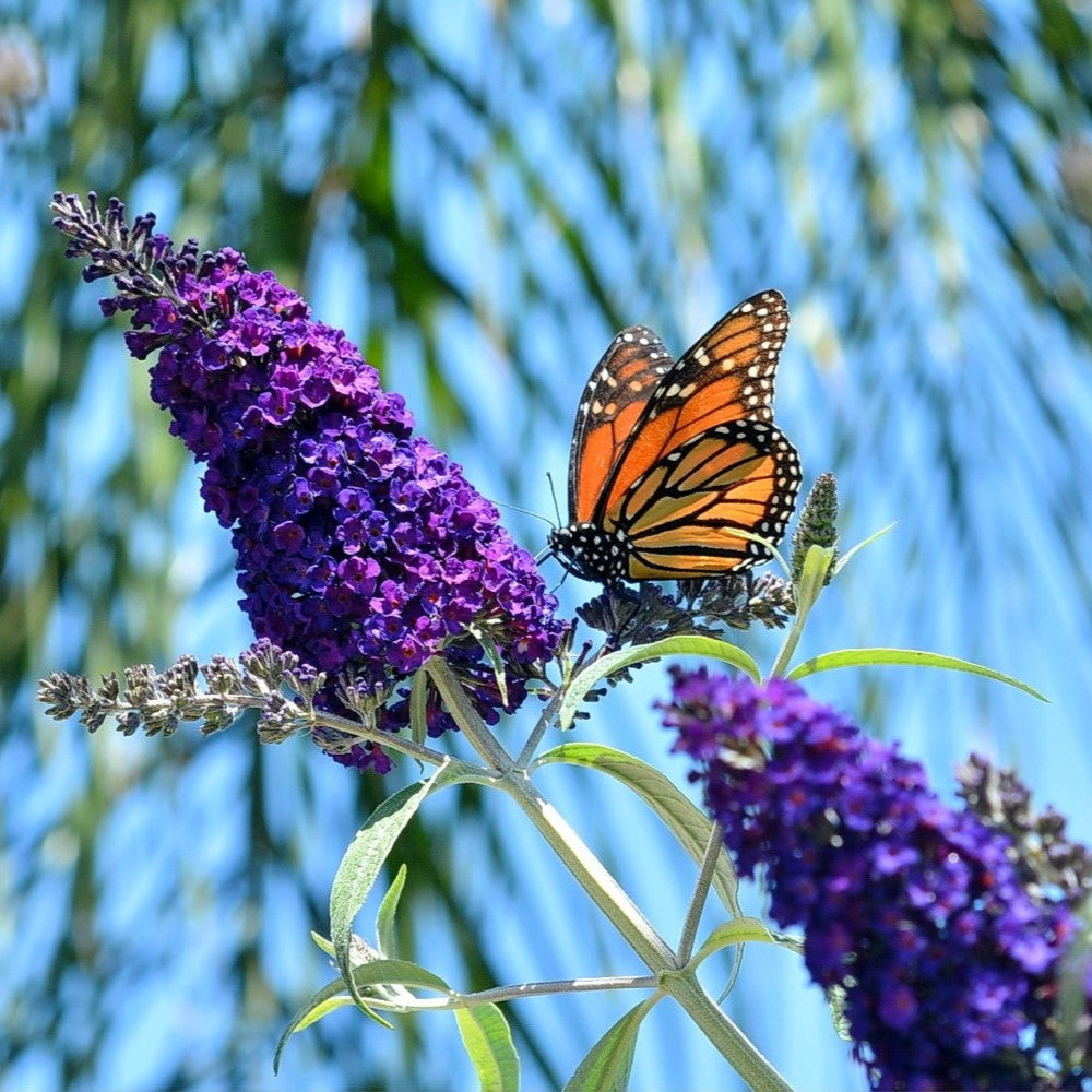 50 Dark PURPLE BUTTERFLY BUSH Buddleia Davidii Hummingbird Shrub Fragrant Flower Seeds