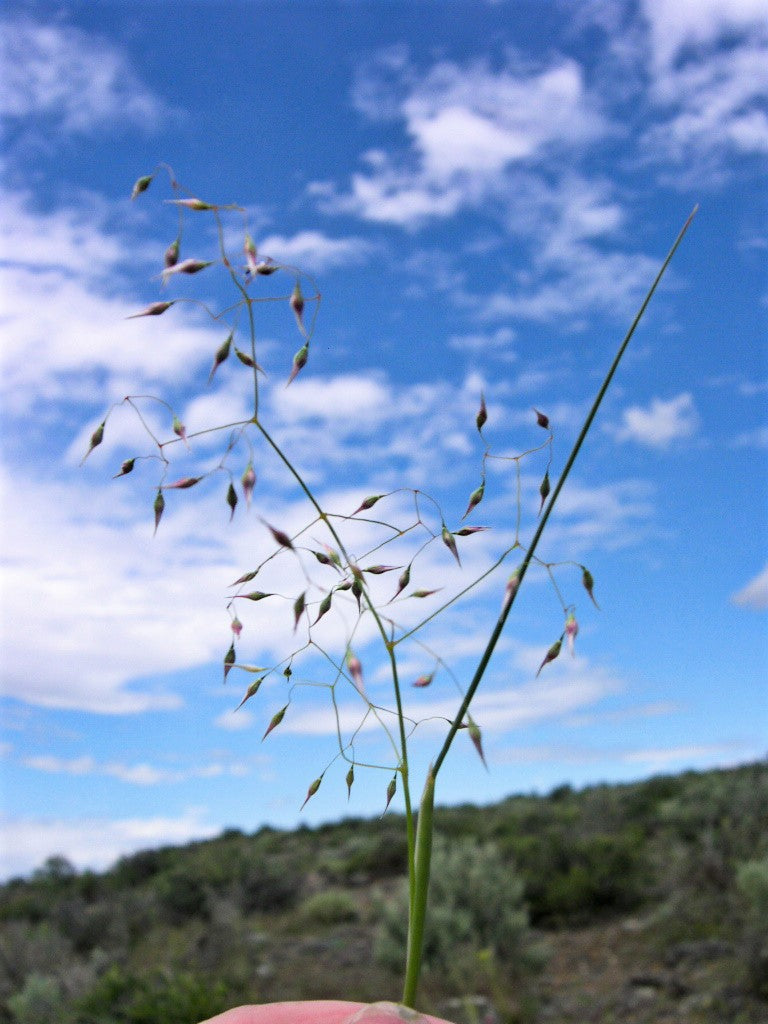 500 INDIAN RICEGRASS Nezpar Oryzopsis Hymenoides Stipa Sand Rice Grass Millet Grain Seeds