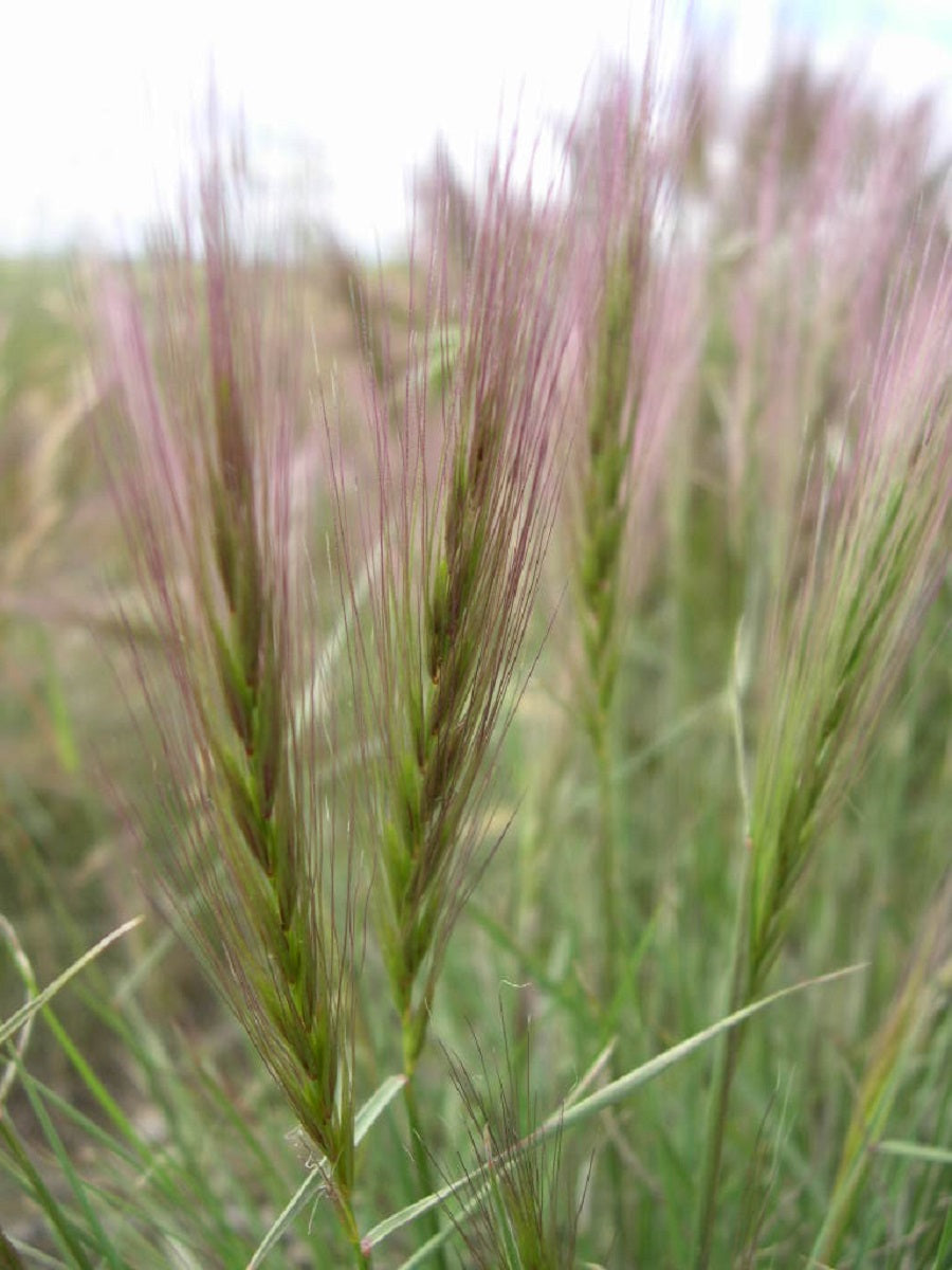 300 Bottlebrush SQUIRRELTAIL RYE GRASS Elymus Elymoides syn Sitanion Hystrix Red Plume Squirrel Tail Ornamental Seeds