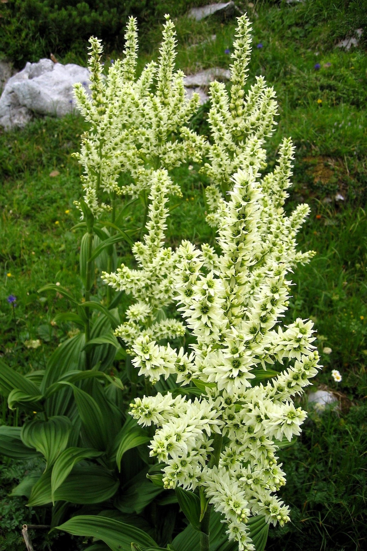 100 VIRGINIA BUNCHFLOWER LILY (White Hellebore / Corn Lily) Melanthium Virginicum Veratrum Flower Seeds